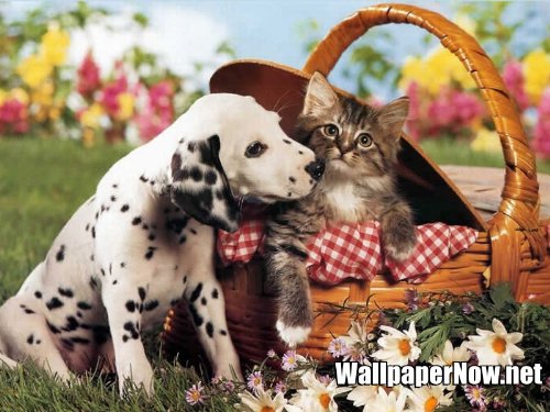 wallpaper cat and dog. Image: WallpaperNow.net